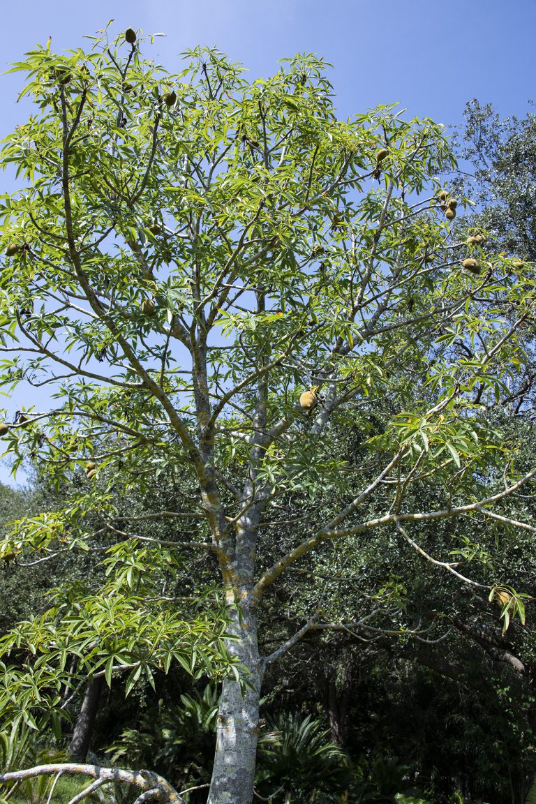 Adansonia gregorii – Botanical Auctions