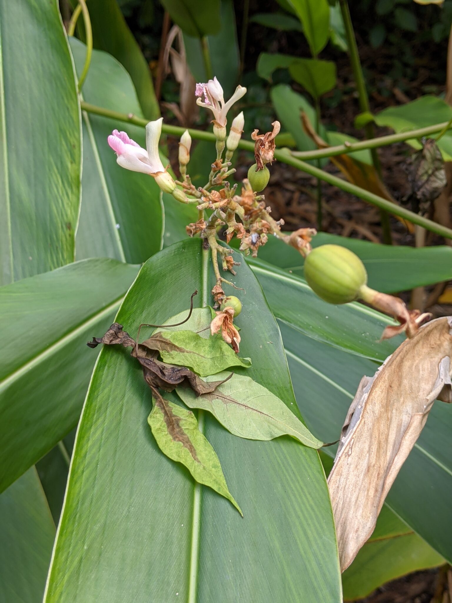 Alpinia nigra – Botanical Auctions