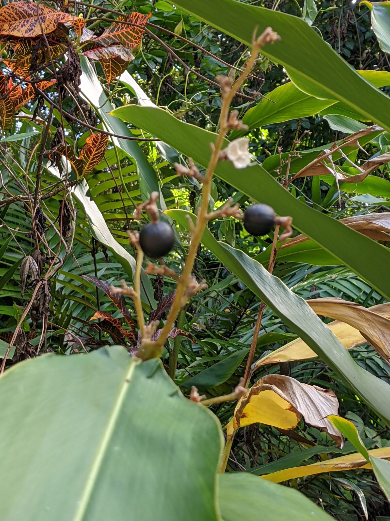 Alpinia nigra – Botanical Auctions