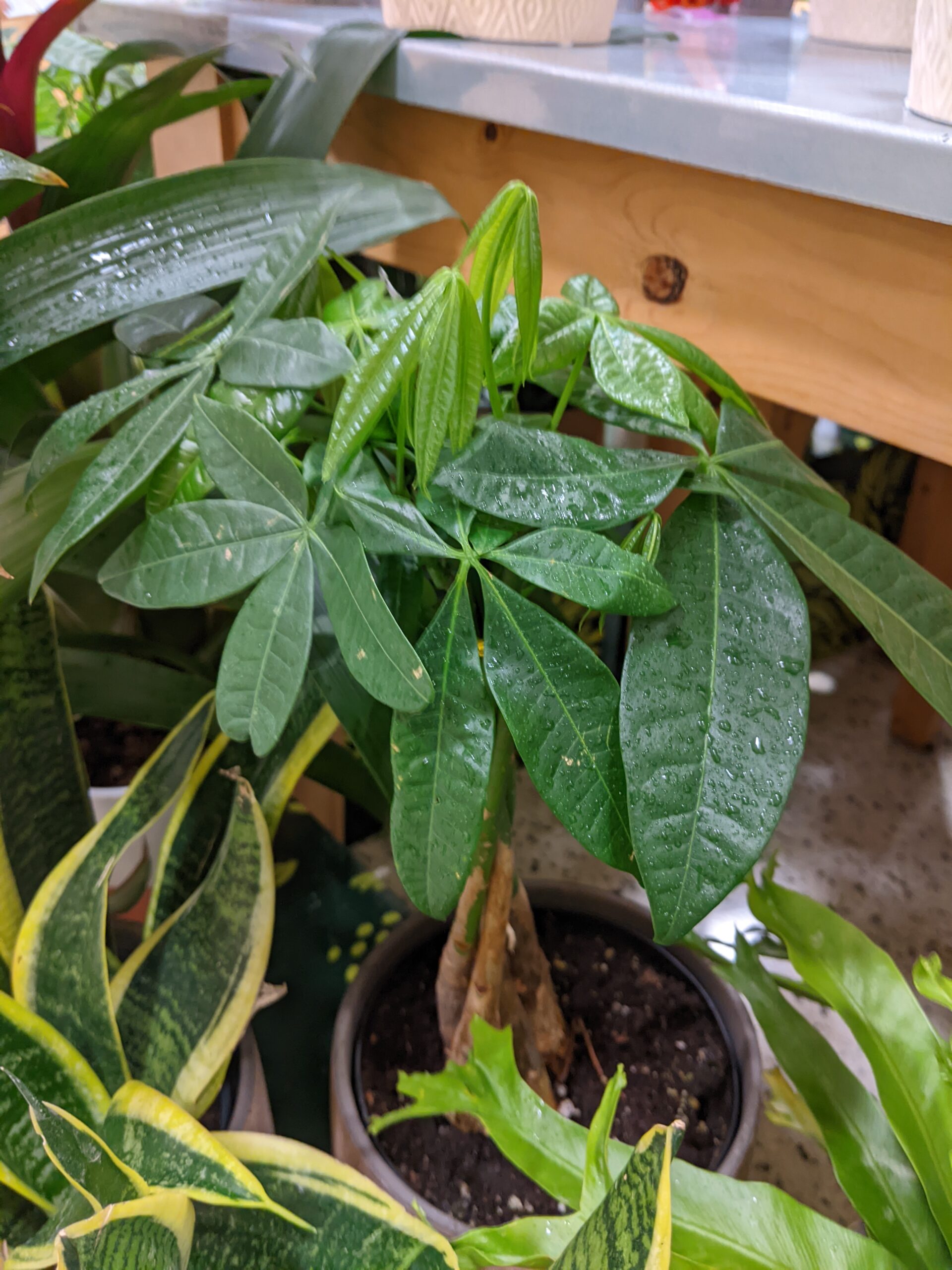 French Peanut Tree (pachira glabra)