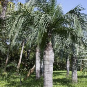 Pseudophoenix vinifera