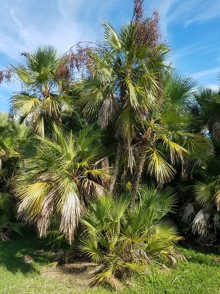 Acoelorraphe wrightii – Botanical Auctions