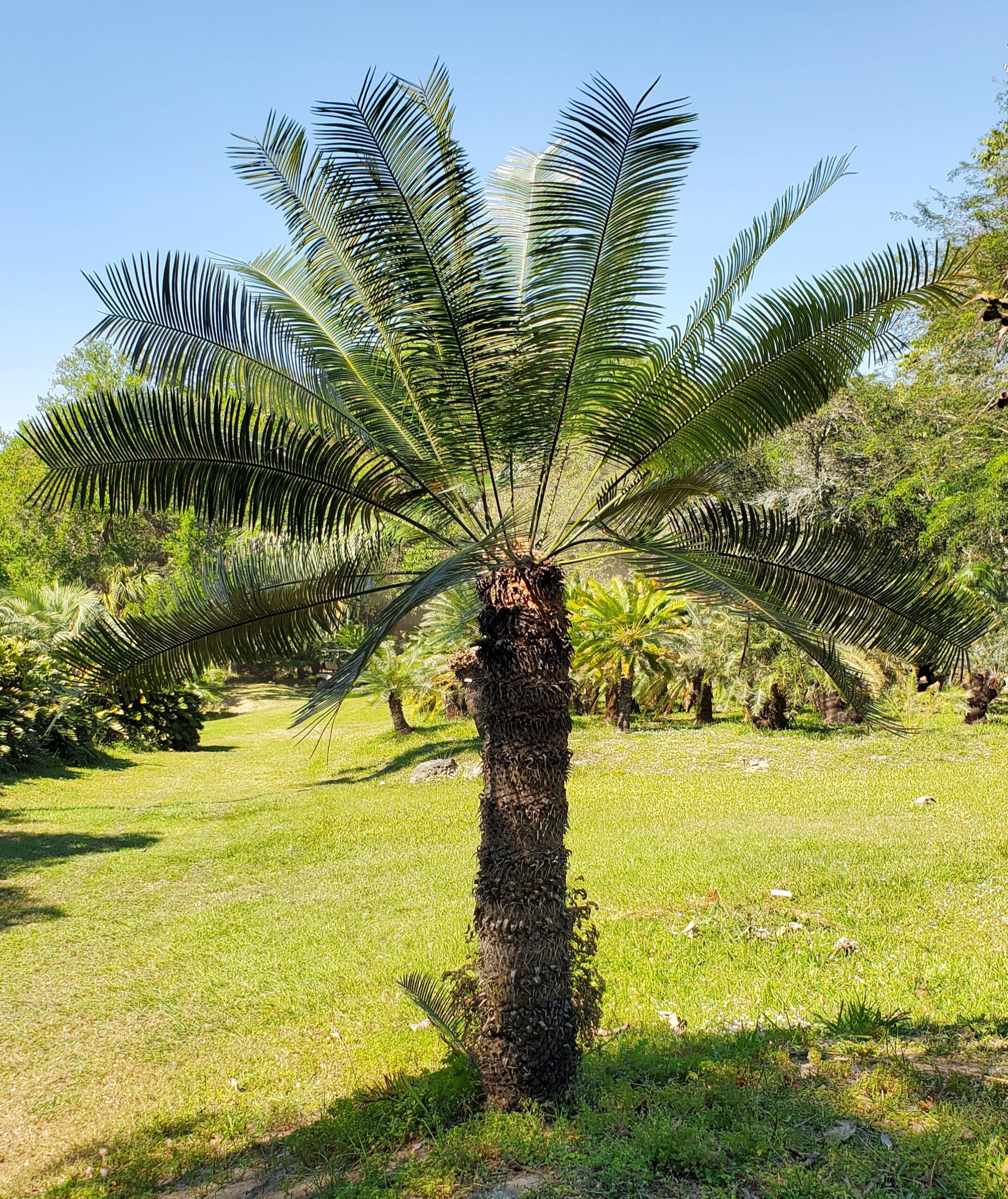 Cycas maconochiei ssp. lanata – Botanical Auctions