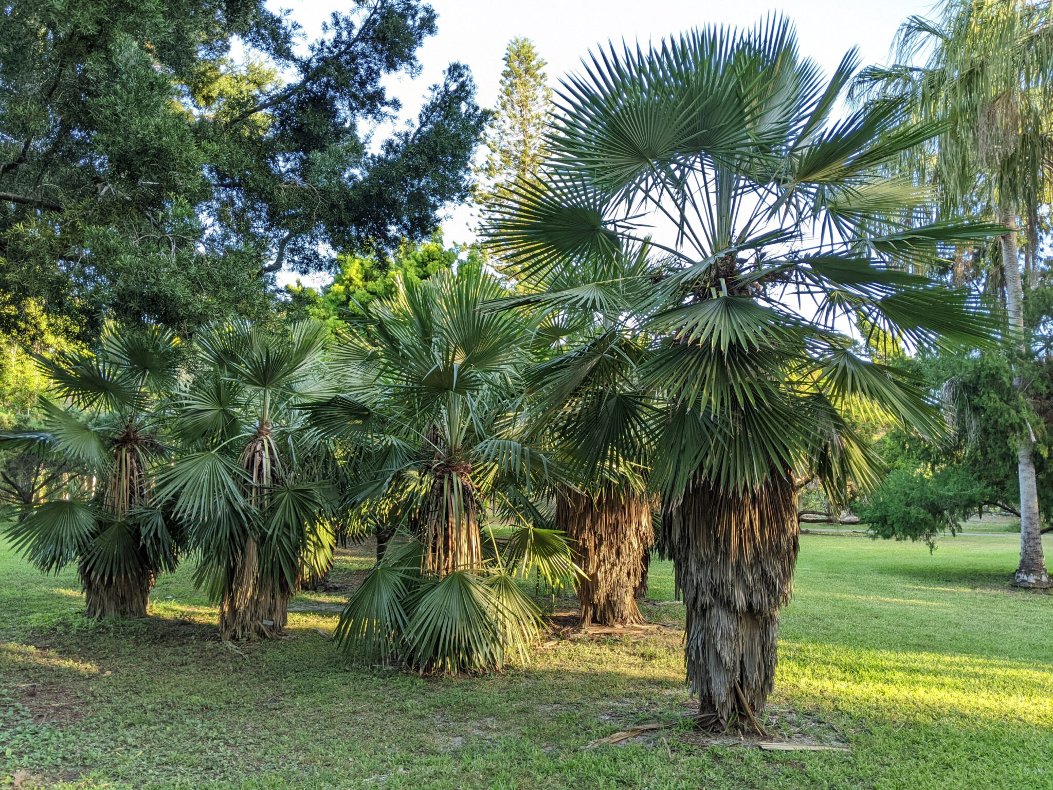 Trithrinax brasiliensis var. acanthocoma – Botanical Auctions