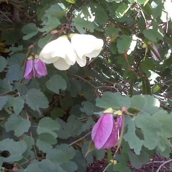 Bauhinia tomentosa