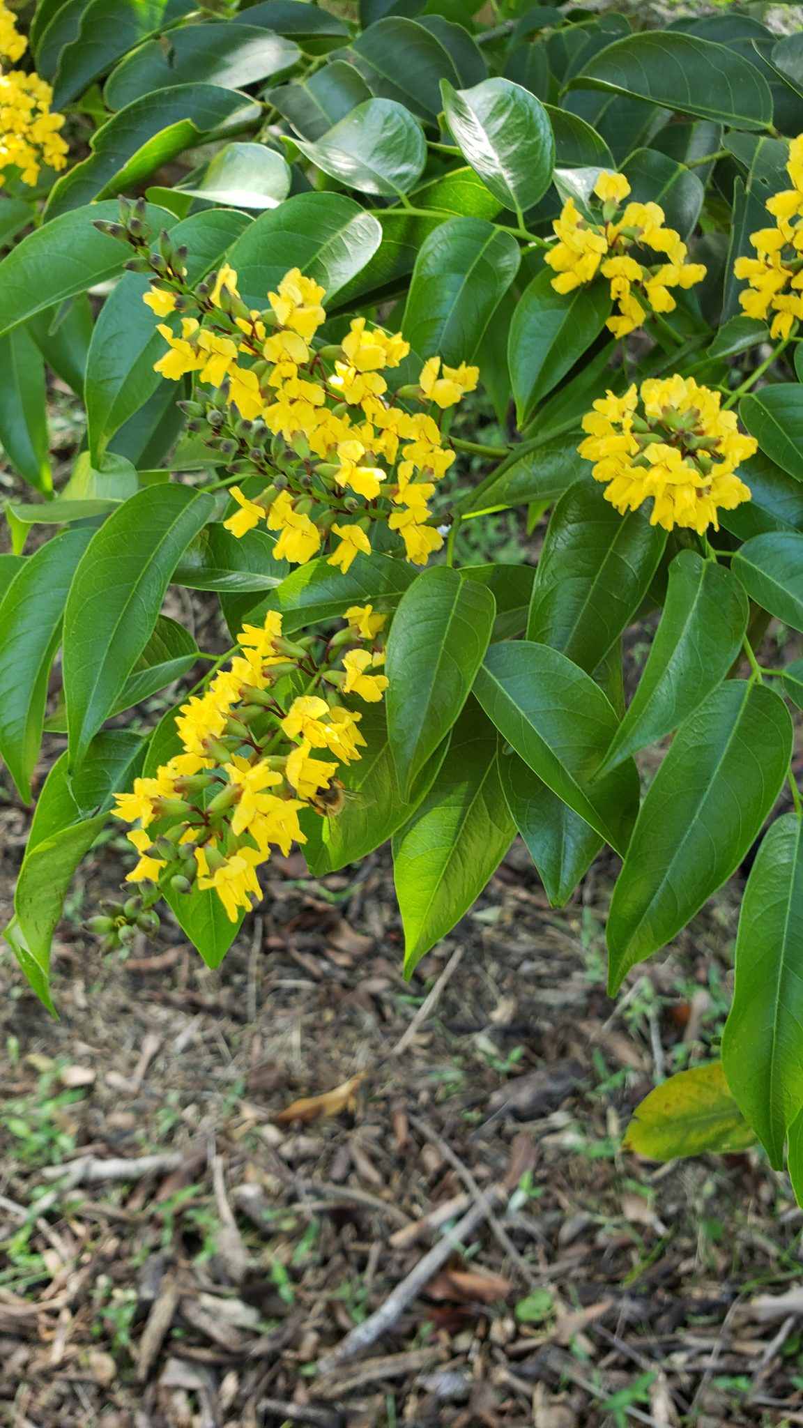 Pterocarpus officinalis – Botanical Auctions