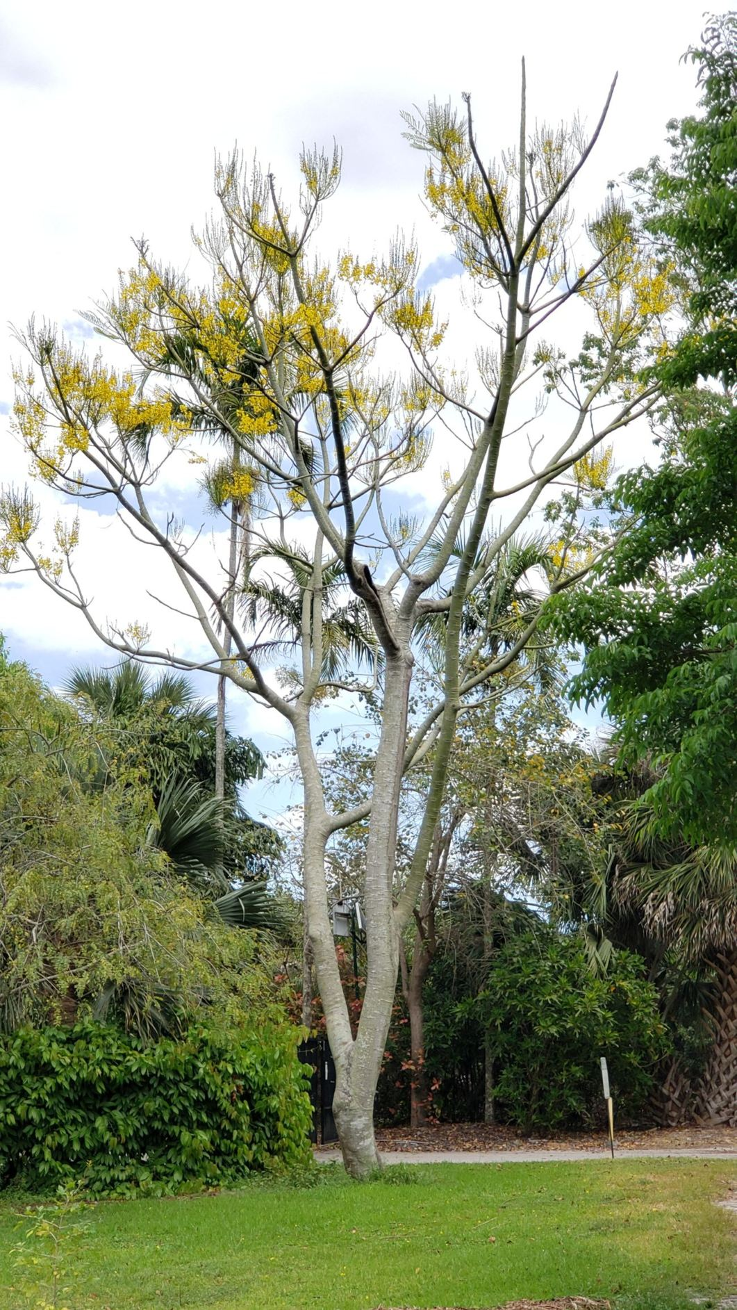 Schizolobium parahyba