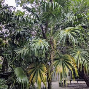 Thrinax_radiata