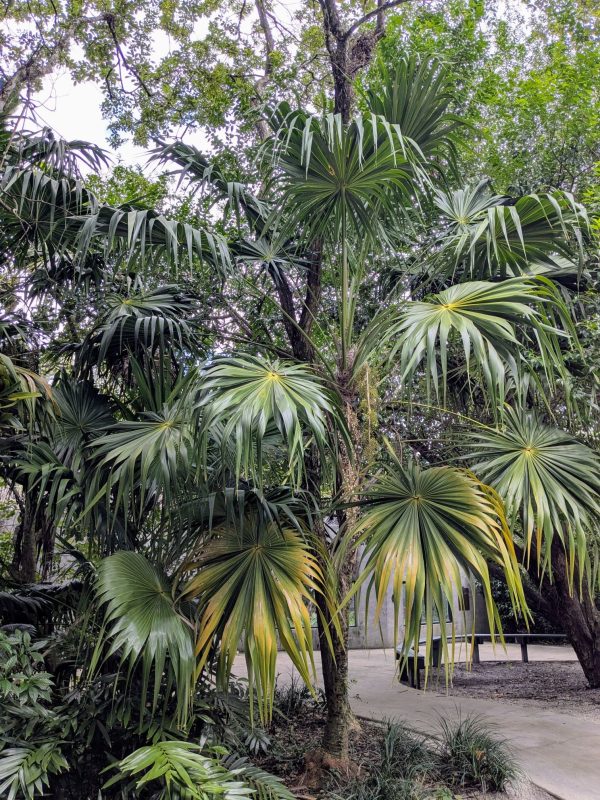 Thrinax_radiata
