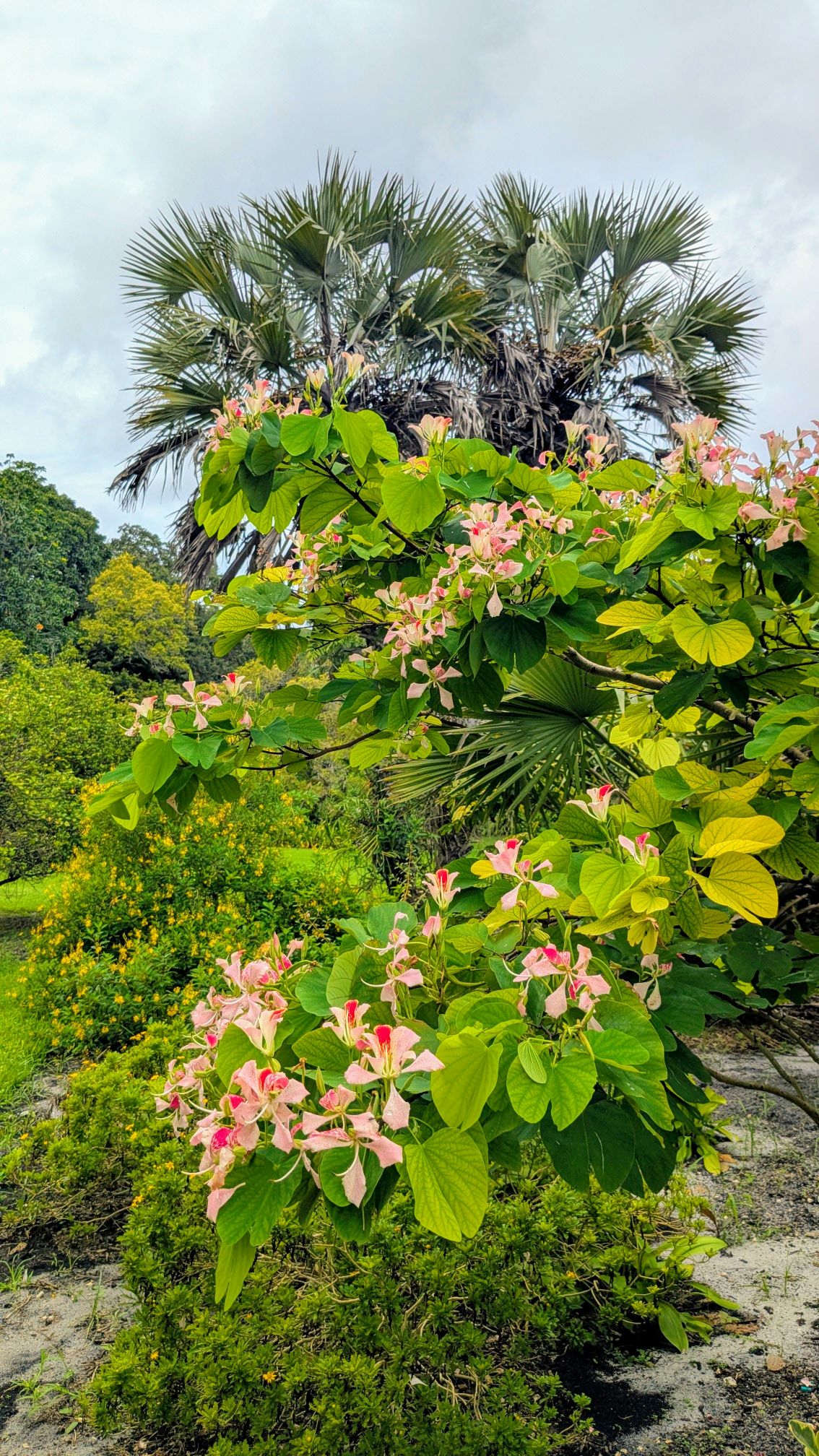 Bauhinia monandra