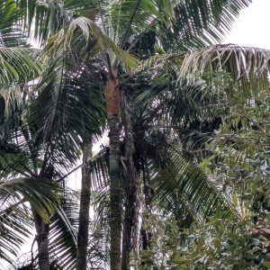 Dypsis lastelliana