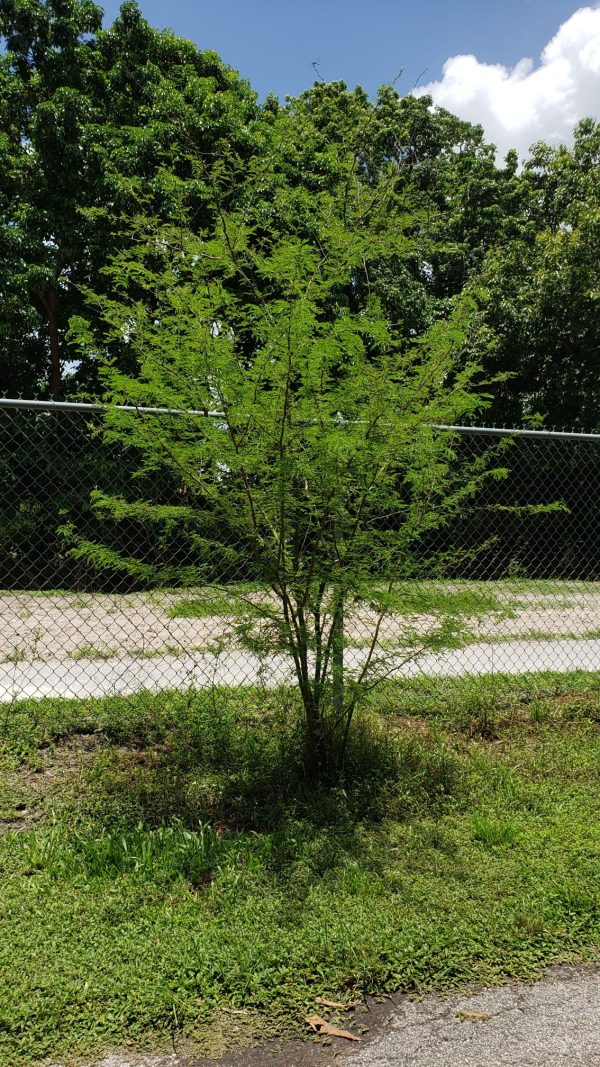 Vachellia farnesiana