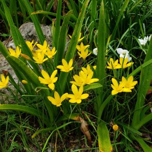 Zephyranthes citrina