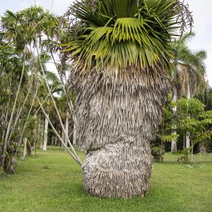 Copernicia macroglossa