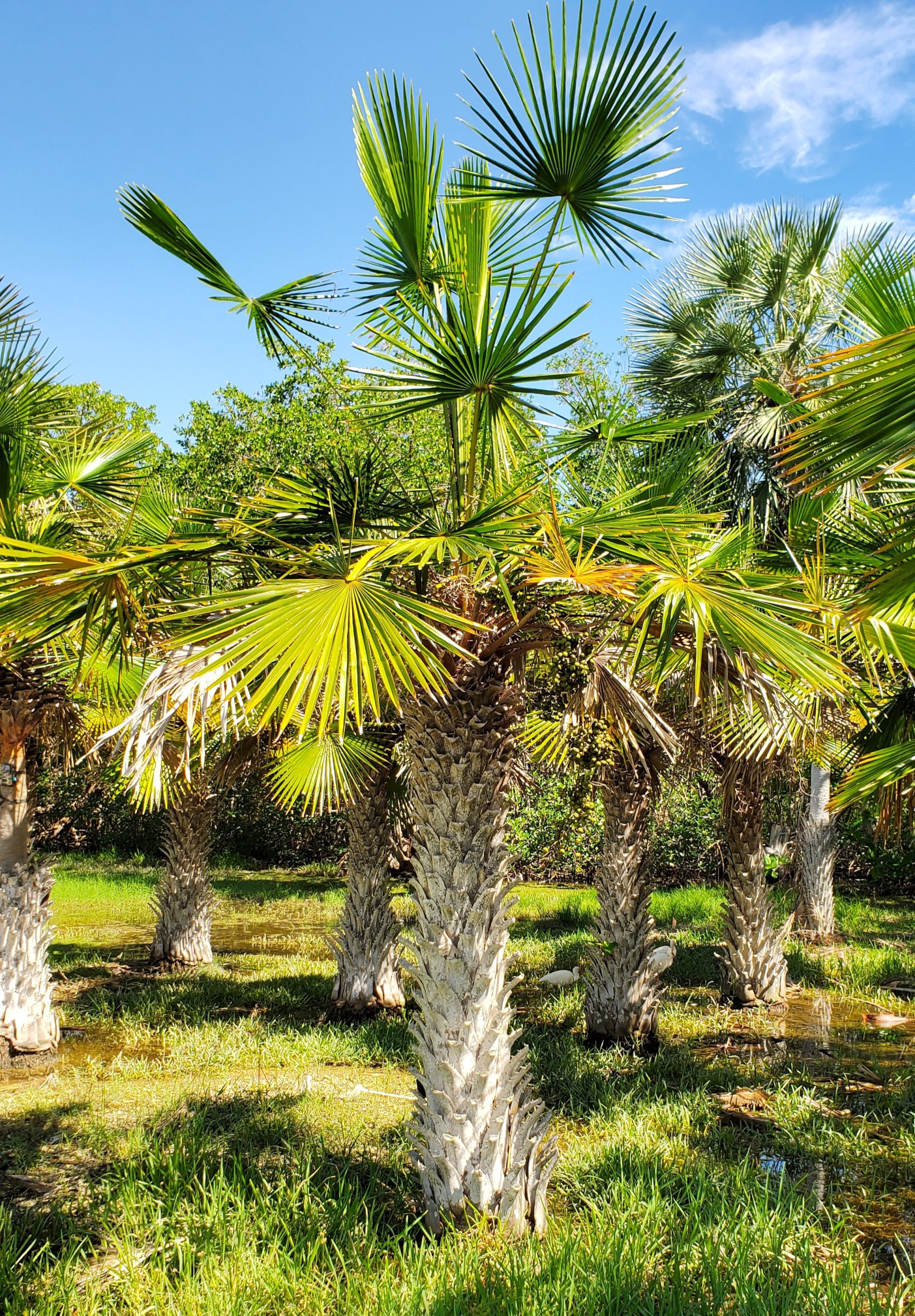 Copernicia tectorum