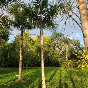 Gaussia maya