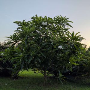 Plumeria sp. "Naples Big Leaf"