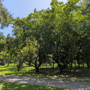 Artocarpus parvus