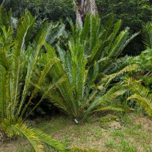 Encephalartos barteri