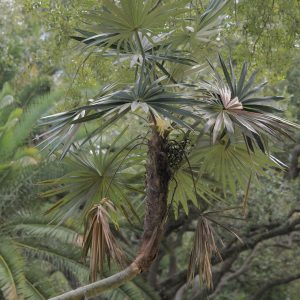 Coccothrinax miraguama ssp. havanensis