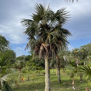 Coccothrinax argentata