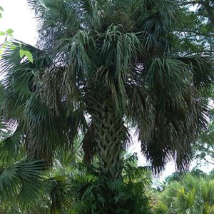 Sabal mexicana