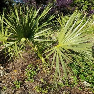 Sabal miamiensis