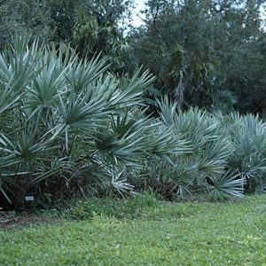 Serenoa repens