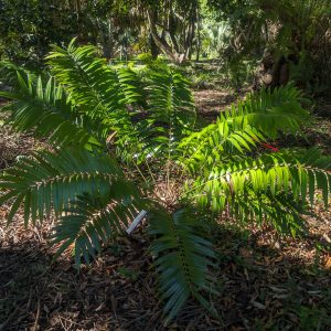 Zamia decumbens