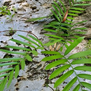 Zamia meermanii